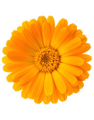 Naklejka premium Close-up of a vibrant, bright orange flower with many petals and a dark center