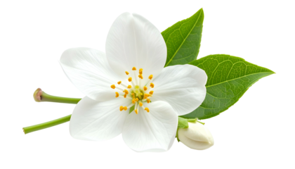 Close-up of a delicate white flower with vibrant green leaves and a bud against black