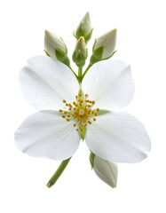 Obraz premium Close-up of a delicate white flower with four petals, buds, and a green stem