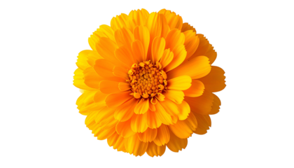 Vivid, single marigold bloom, vibrant orange petals radiate from a dark center, isolated