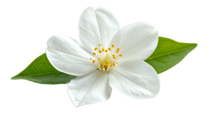 Close-up of a delicate white flower with vibrant yellow center and green leaves