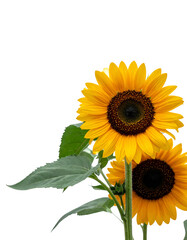 Obraz premium Two vibrant sunflowers bloom, their yellow petals radiating beauty with green leaves