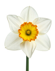 Close-up of a perfectly bloomed, white flower with a yellow and orange corona, black background