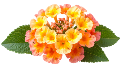 Close-up of vibrant cluster blooms in shades of yellow, orange, and pink, accented by green leaves