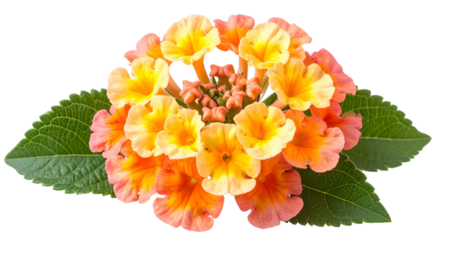 Close-up of vibrant cluster blooms in shades of yellow, orange, and pink, accented by green leaves - Powered by Adobe