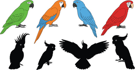 Colorful parrots and cockatoo silhouettes illustration set featuring exotic tropical birds, vibrant macaws, flying bird shapes, and detailed wildlife artwork design