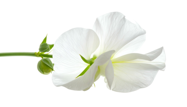 Close-up of a delicate white flower with visible stem and buds on a contrasting dark background