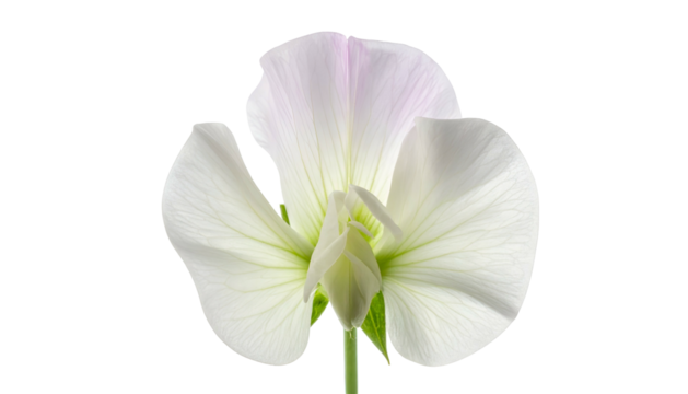 Close-up of a delicate white and pale-pink flower against a black background