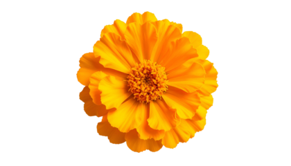 Close-up of a vibrant, full-bloomed, multi-layered golden-orange blossom against black