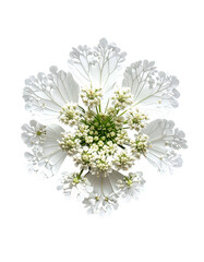 Overhead macro of a pristine white flower with a central cluster on a black background