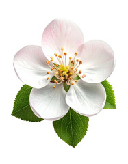 Close-up of delicate white flower, pink tinged petals, green leaves, isolated