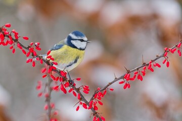A blue tit sits on a nice twig with red berries. Winter scene with a cute blue tit. Cyanistes caeruleus