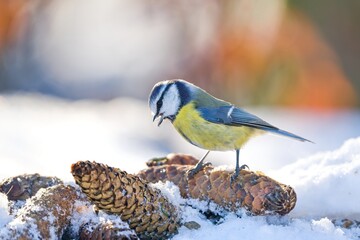 A cute blue tit looks for food in winter. Winter scene with a cute blue tit. Cyanistes caeruleus