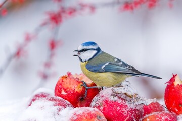 A cute blue tit sits on a  fallen red apple and eats. Winter scene with a cute blue tit. Cyanistes caeruleus