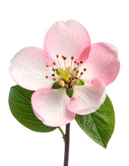 Close-up of a delicate pink and white blossom with green leaves against black