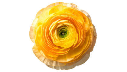 Close-up of a vibrant yellow flower with layered petals against a black background