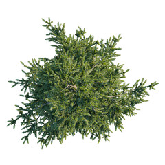 Abies alba tree plan, top view, cutout, transparent background, isolate, Lush evergreen tree provides a beautiful design element for your project