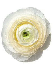Overhead studio shot of a perfectly formed, white flower with layers and a green center