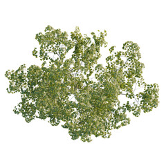 Obraz premium Acer pseudoplatanus tree plan, top view, cutout, transparent background, isolate, Stunning overhead view of a lush, green tree with transparent background
