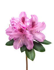 Obraz premium Close-up of a vibrant pink azalea blossom with dark green leaves and a black backdrop