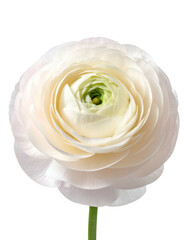 A pristine white flower in full bloom, showcasing layered petals against black backdrop