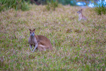 Two Agile Wallabies Feeding in Evening Light One with Unique Facial Feature in Natural Habitat