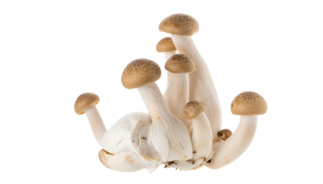 Close-up of a group of fresh, brown mushrooms, stems varying in height