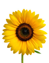 Fototapeta premium Vivid close-up shows a vibrant sunflower with textured petals against a stark black background