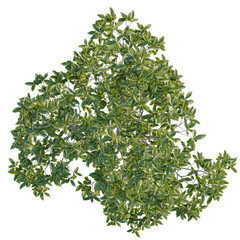 Castanea sativa tree plan, top view, cutout, transparent background, isolate, Stunning foliage from above, lush green leaves create a natural canopy