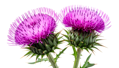 Close-up of two vibrant purple thistle flowers with intricate petal details