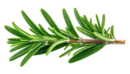 Rosemary sprig, oblong leaves on a woody stem, vibrant
