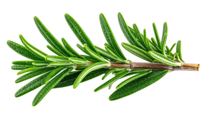 Rosemary sprig, oblong leaves on a woody stem, vibrant