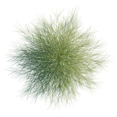 Obraz premium Casuarina glauca tree plan, top view, cutout, transparent background, isolate, Stunning top view of green desert broom plant for landscape design projects