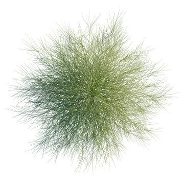 Casuarina glauca tree plan, top view, cutout, transparent background, isolate, Stunning top view of green desert broom plant for landscape design projects
