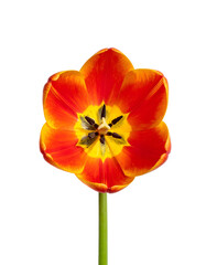 Close-up of a vibrant tulip blossom, showing vivid colors and inner details, set against black