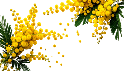 Close-up of delicate yellow blossoms with green leaves, set against a transparent background