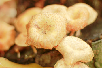 Macro Close-up of Wild Textured Mushrooms Growing on Decaying Wood