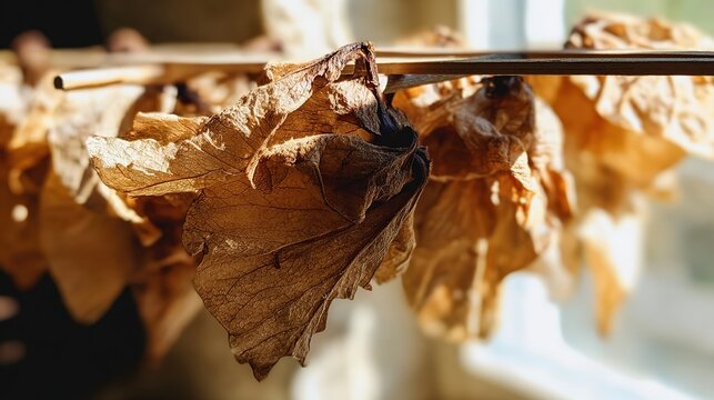 tolerable. Close-up of dried lovage leaves on a wooden rack with natural morning light. gardening catalogs, home-decor guides, designed for home decor and floral branding, used by sports marketers.