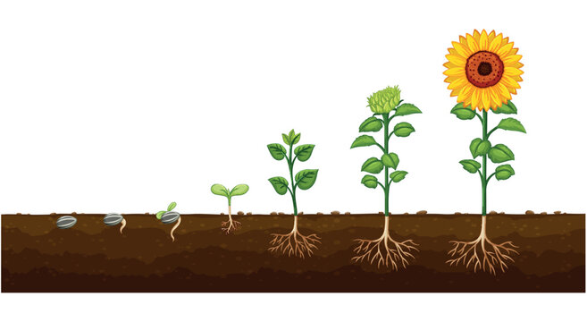 Life stages of sunflower germination and roots vector