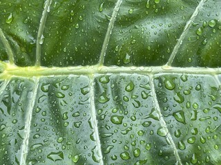 texture of taro leaves exposed to rainwater