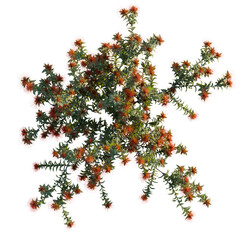 Leucospermum nutans tree plan, top view, cutout, transparent background, isolate, Spectacular pin cushion plant with vibrant red flowers and lush green leaves