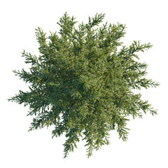 Picea omorika tree plan, top view, cutout, transparent background, isolate, Beautiful evergreen tree overhead view for architectural rendering needs