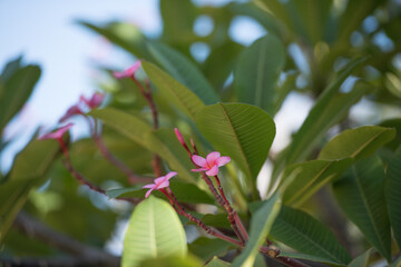 Pink plumeria flower on a branch with blurred foliage; suitable for spa materials, botanical layouts, nature marketing, eco-friendly designs.