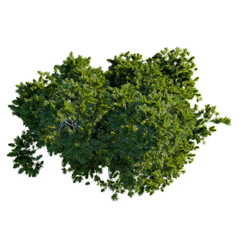 Pinus cembra tree plan, top view, cutout, transparent background, isolate, Lush green tree viewed from above, perfect for landscape design projects