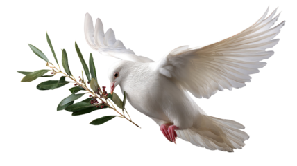 Graceful white dove in mid-flight holding leafy branch with detailed feathers and elegant natural texture captured sharply isolated on white background
