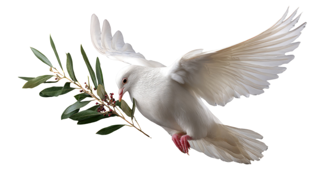 Graceful white dove in mid-flight holding leafy branch with detailed feathers and elegant natural texture captured sharply isolated on white background

