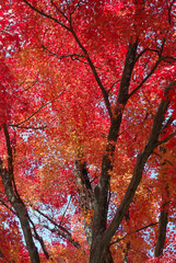 A strolling Japanese garden ～ Yellow and red maple trees at the peak of their autumn foliage (backlit, telephoto zoom shot) / 紅葉のピークを迎えた黄色と赤色のモミジの木々(逆光下での透かし，回遊式の日本庭園から望遠ズーム撮影)
