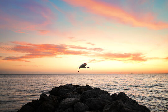 White Ibis flying past Anna Maria City Pier at sunrise