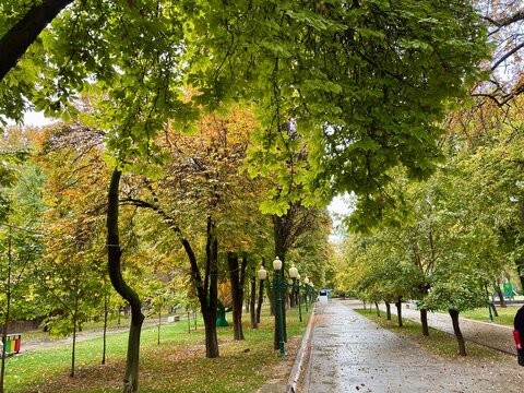 Tree-lined park path with changing autumn leaves after a rain shower