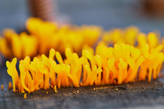 Close-up view of Dacryopinax spathularia growing on old tree trunk
